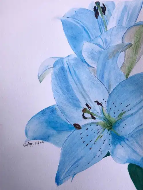 一朵蓝色的百合