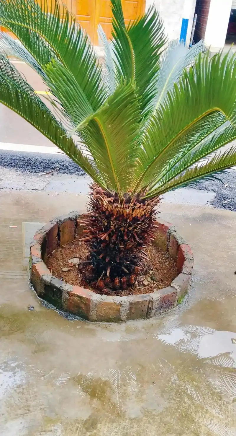 养了十多年的铁树不想要了,树杆高70公分左右,有谁喜欢种或想 - 抖音