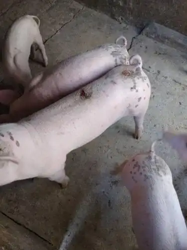 猪身上破皮出血,吃食饮水正常,这是啥原因?怎么治疗?