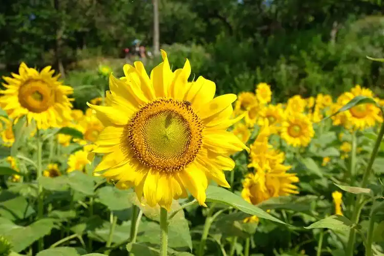 鲜花美景艳阳天,古楼冲里花半弯!
