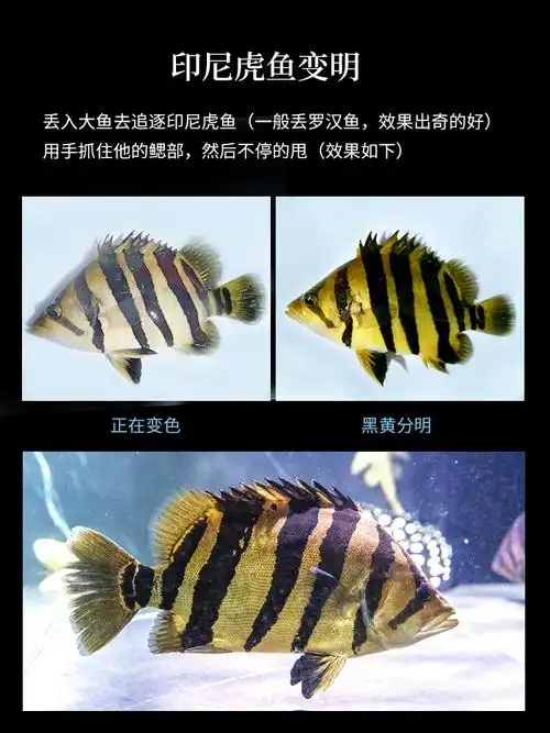 虎鱼高身包肚包脖长明由"备货网"根据销量,好评率,价格和信誉进行精挑