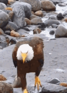 白头雕是这样走路的