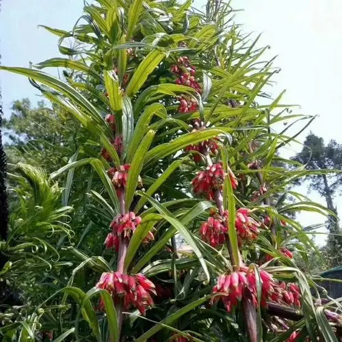 出售优质品种  鸡头   黄精 50       赞       2月前