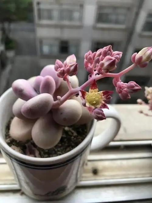 春萌多肉开花了怎么办(多肉开花要不要剪掉?