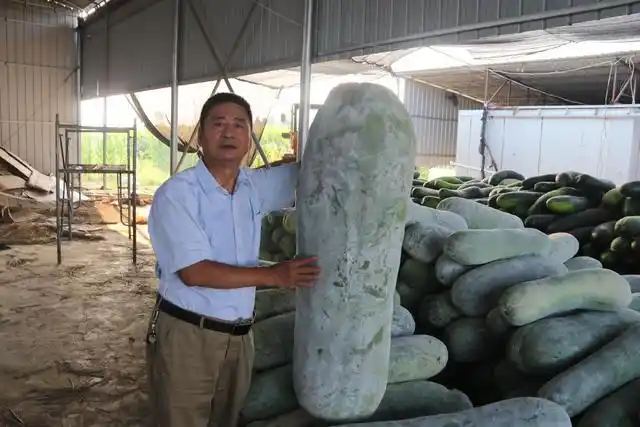临颍县王孟镇再次收获110斤的大白冬瓜
