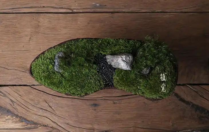 植觉苔藓微景观室内桌面绿植禅意植物白发藓迷你盆栽苔色