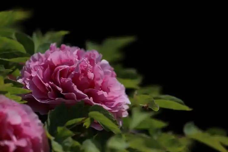 第二届中国濮阳(华龙)牡丹文化节暨第三届濮阳市华龙区油菜花节【牡丹