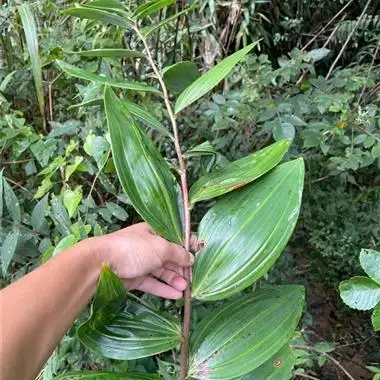 浙江瓯江黄精山黄精