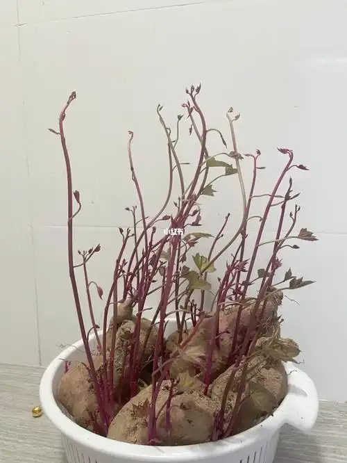 红薯发芽