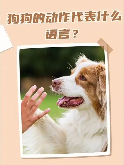 看过来73狗狗这些动作7878代表什么语言