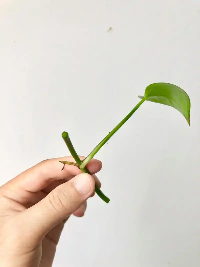 【详细教程】怎么让水培绿萝变多盆?