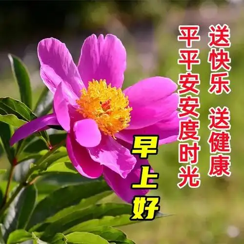 早上好问候祝福语最新早上好图片表情包