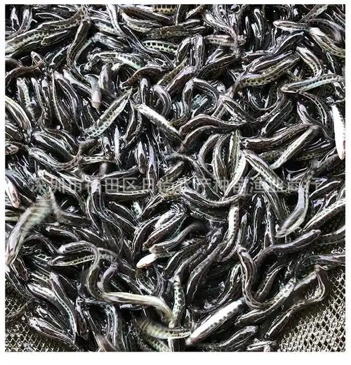 【3-7cm鱼苗批发】杂交生鱼苗黑鱼苗乌鱼鱼苗蛇头鱼乌鳢淡水养殖