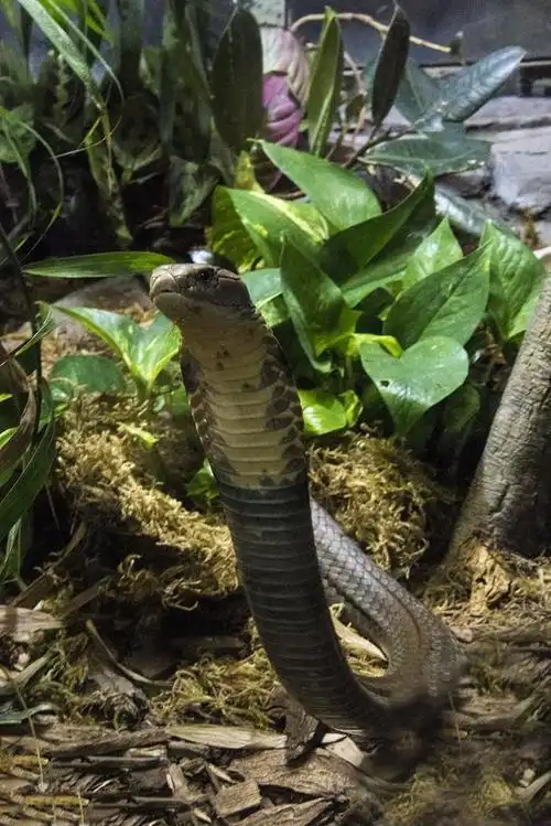 中国十大毒蛇之一的眼镜王蛇看看就害怕