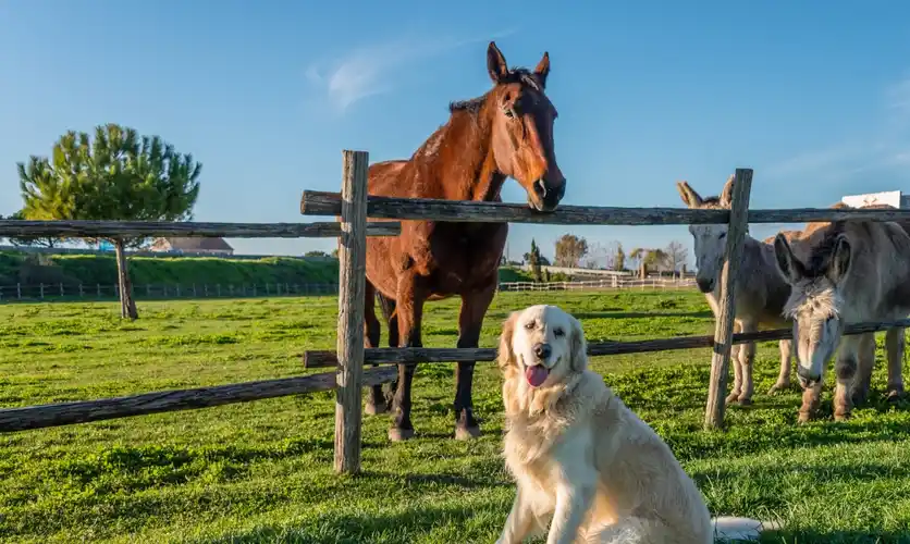 壁纸 草原 桌面 1536_919