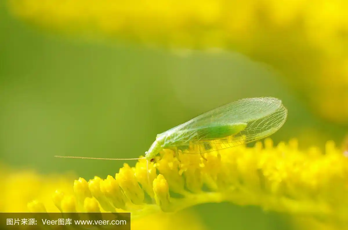 一只绿色的蛾子坐在花上.