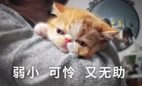 弱小 可怜 无辜 又无助