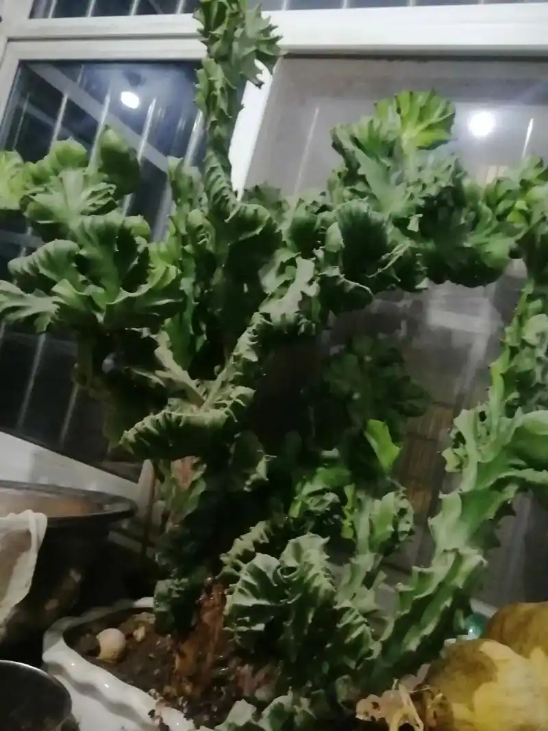 玉麒麟花有喜欢的吗?没有地方放了,想卖了这棵花,喜欢的留言 - 抖音