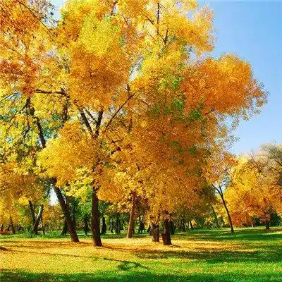 微信头像 | 能带来好运的微信头像图片