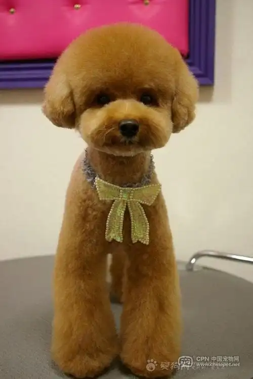 无敌可爱美容照~~泰迪妆~~不看后悔哟