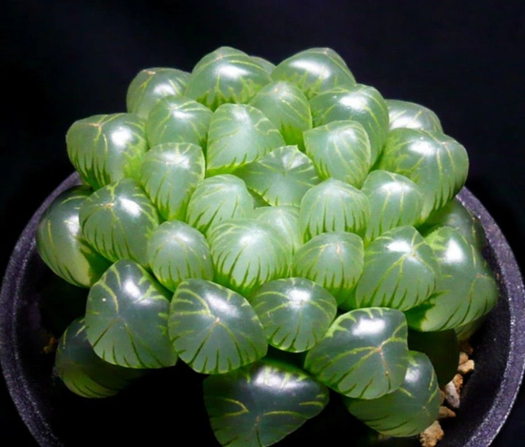 姬玉露怎么养状态最好看呢?