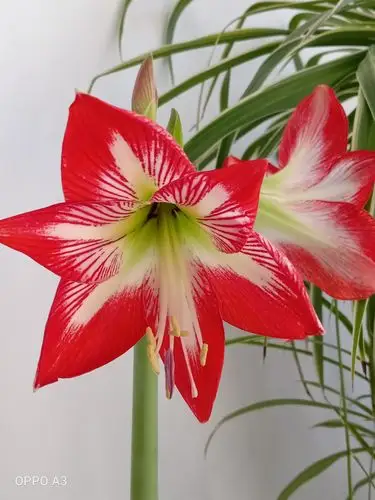 朱顶红花开,很美.