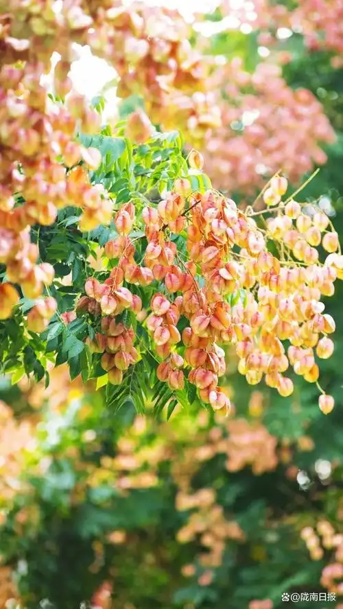 栾树,一场盛大的秋天