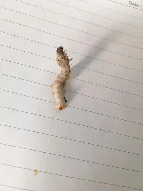 这个蚕宝宝怎么了!也不像拉肚子啊