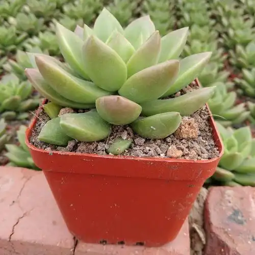 多肉植物批发 约6-7cm左右 青丽 裸根 花卉绿植盆栽园艺盆景苗木