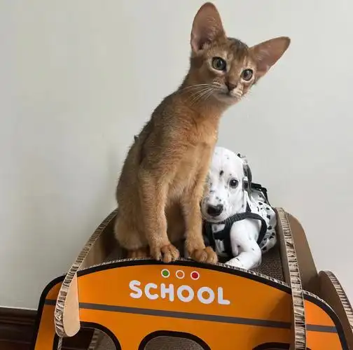 好朋友的合照阿比西尼亚猫