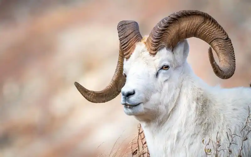 可爱好看羊羊图片壁纸