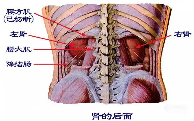 首先说一下,右肾位于我们身体的右腰部后侧,我们感觉是右肾疼一般就是
