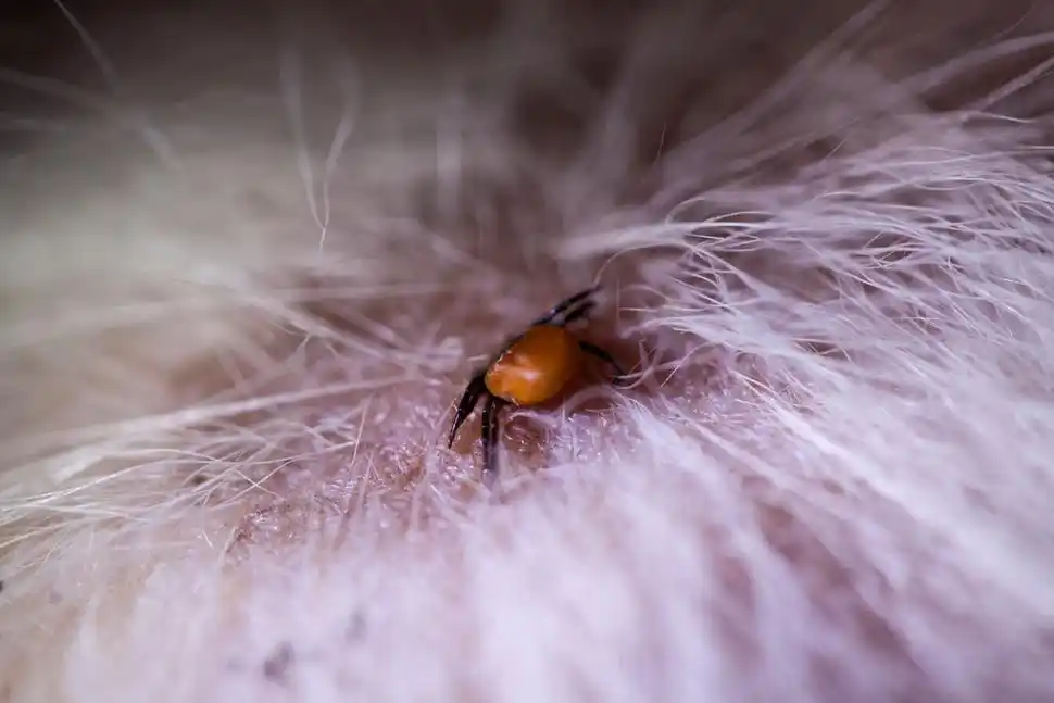 狗狗身上有跳蚤的图片(狗狗有跳蚤怎么办) - 赤虎壹号