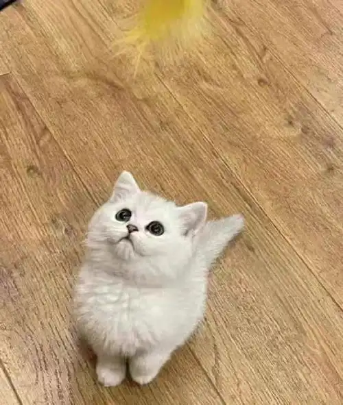 三个月的银渐层猫吃什么猫粮好