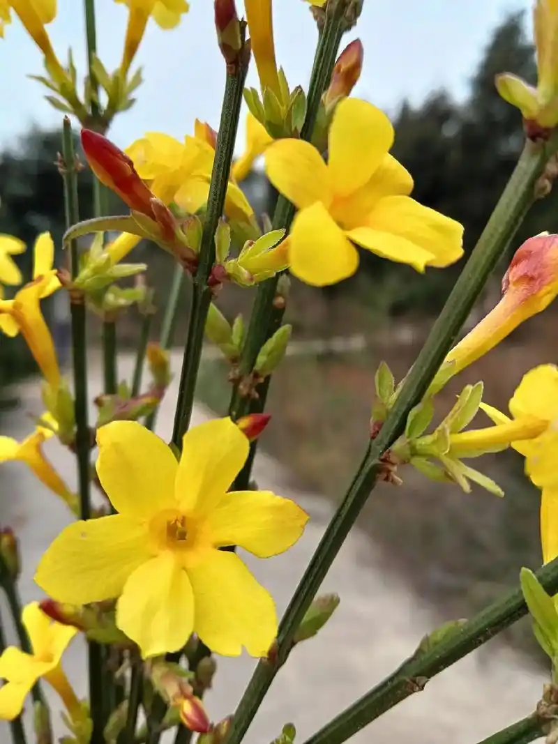 山上的迎春花已经悄然开放,寒冬总会过去,春天定会到来.希望疫 - 抖音