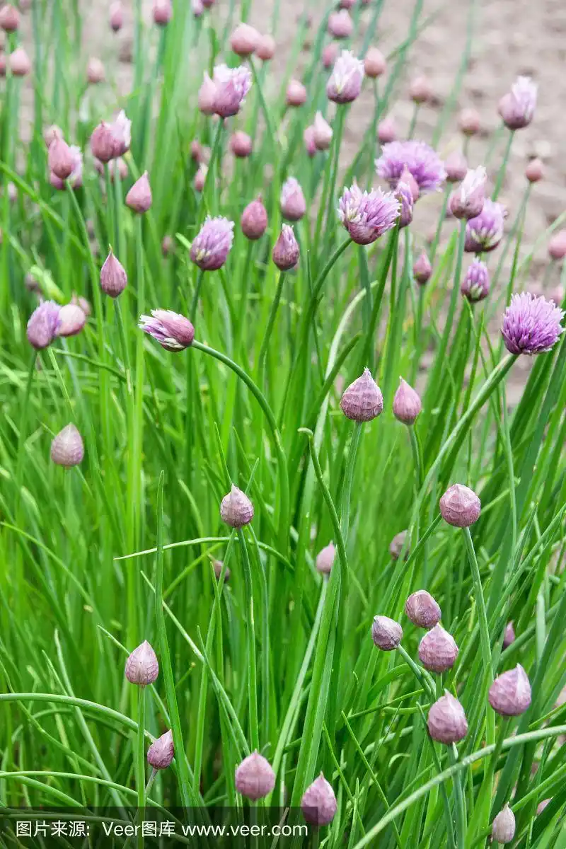 香葱花在香草花园里近距离