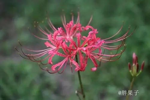 红花石蒜(摄影:汪弘毅)红蓝石蒜是换锦花和红花石蒜杂交的后代,所以在