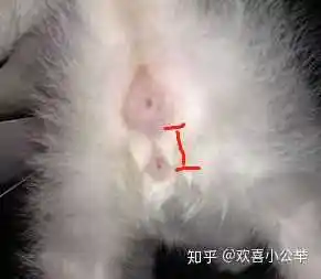 两个半月美短如何辨别公母?