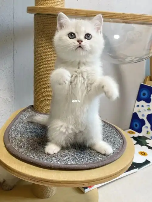 郑州精品银渐层妹妹可上门看猫猫