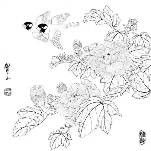 精美花鸟白描20幅,赶紧收藏吧!