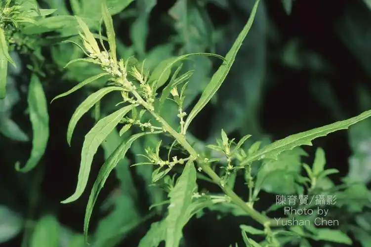 p>荆芥(学名: i>nepeta cataria /i> l.