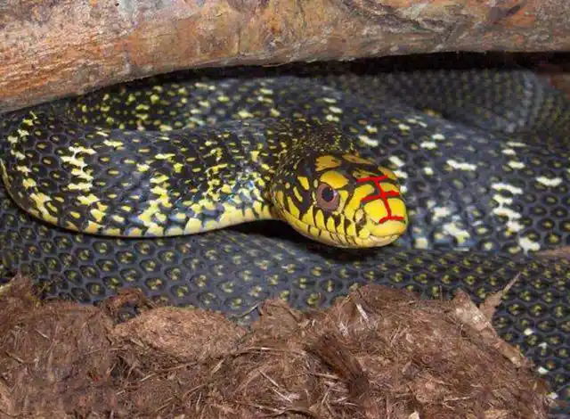 这名字就自带"王",加之眼镜蛇的毒性,谁人不知谁人不晓,它不是王者谁