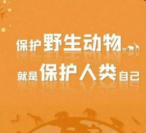 【保护野生动物 善待生态朋友】——大班社会:动物是我们的好朋友