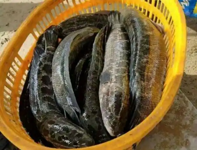 为何黑鱼一直是鱼中珍品,赚钱不,亩成本要多少呢?