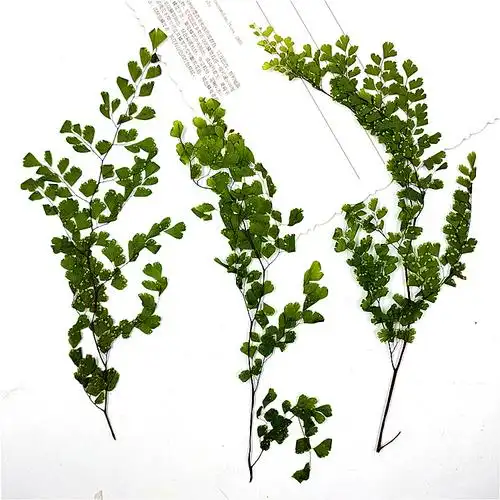 长条铁线蕨 真树叶植物标本干花压花手机壳书签学生手工树叶贴画