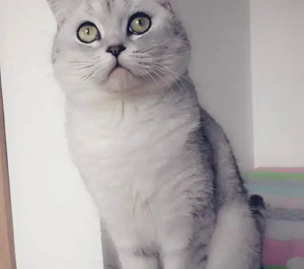 银渐层猫咪特征?