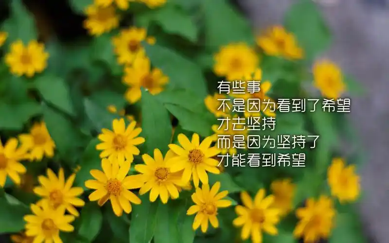 励志文字图片唯美背景桌面壁纸图片下载,美桌网专注于电脑,手机桌面