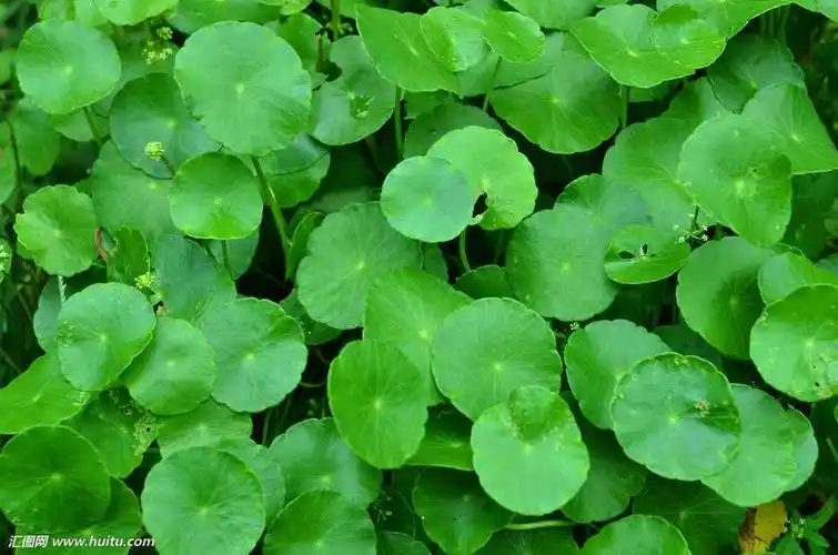 求金钱草的图片_百度知道