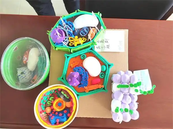 精彩微观魅力生物丨第四届真核细胞三维结构模型制作大赛