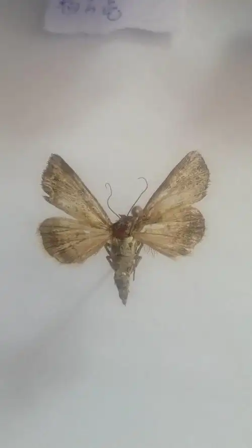 这是什么蛾子?那一颗的